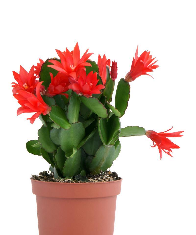 赞美蟹爪兰花语是什么？蟹爪兰的花语有哪些赞美之意？