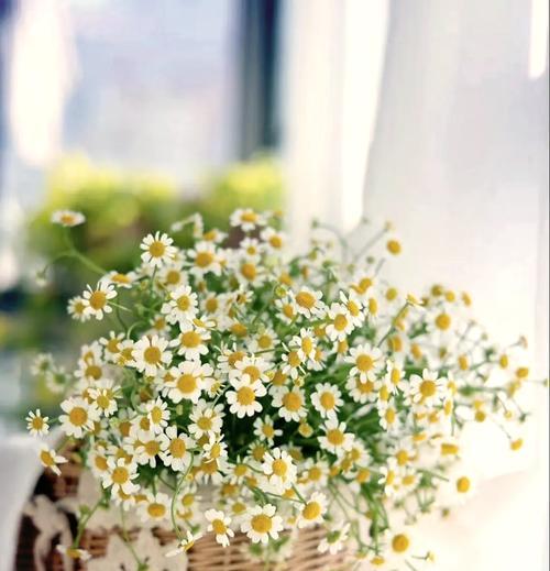 母菊花语是什么？母菊在花语中代表了什么？