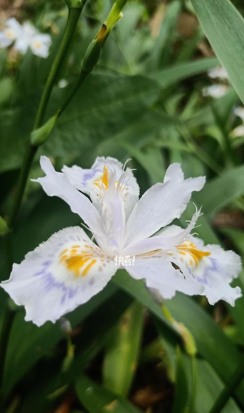 蝴蝶花语话教育是什么？蝴蝶花在教育中的寓意是什么？