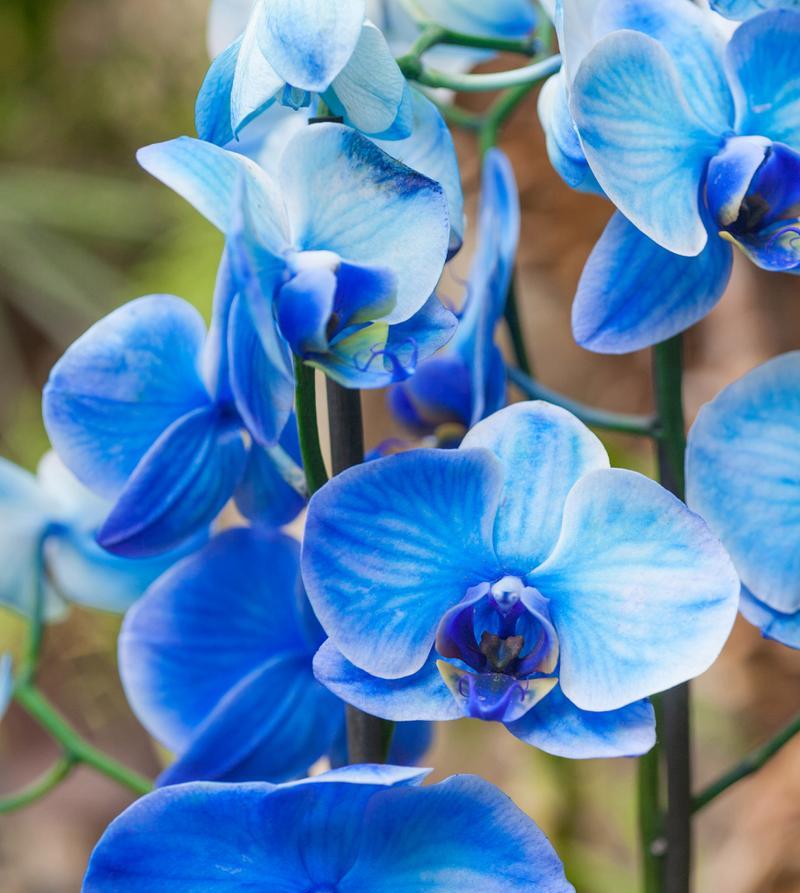 蝴蝶花语话教育是什么？蝴蝶花在教育中的寓意是什么？