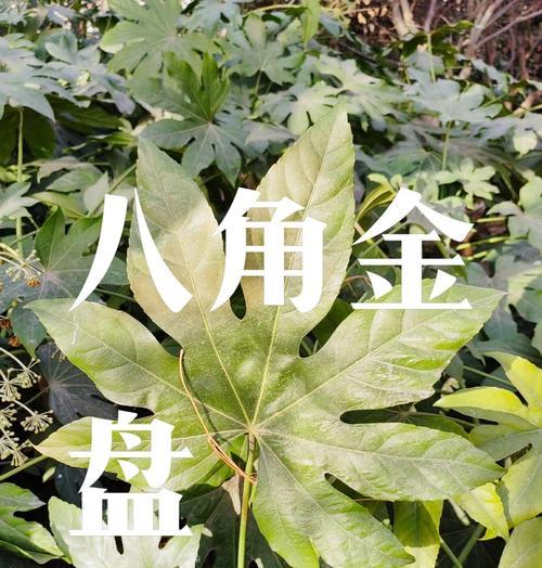 八叶金盘花语是什么？八叶金盘在花语中代表了什么？