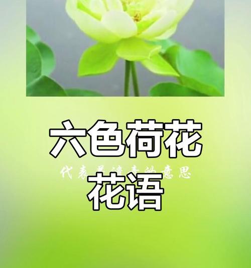 荷花的花语有哪些？它的由来是什么？