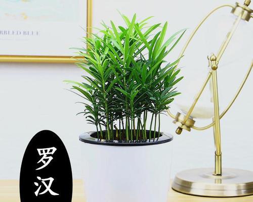 水培罗汉松的花语是什么？它象征着什么？