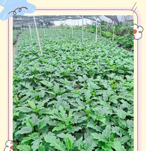 水培罗汉松的花语是什么？它象征着什么？