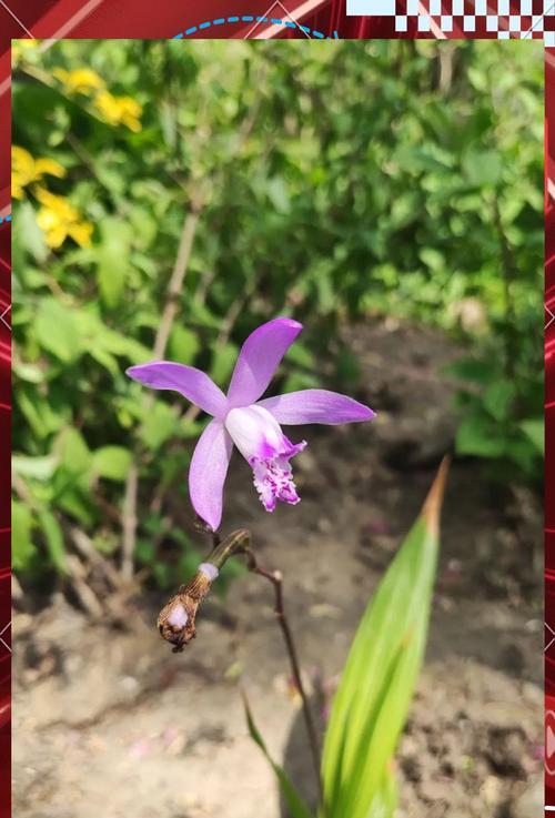 长白耧斗菜的花语代表什么？它有何特别之处？