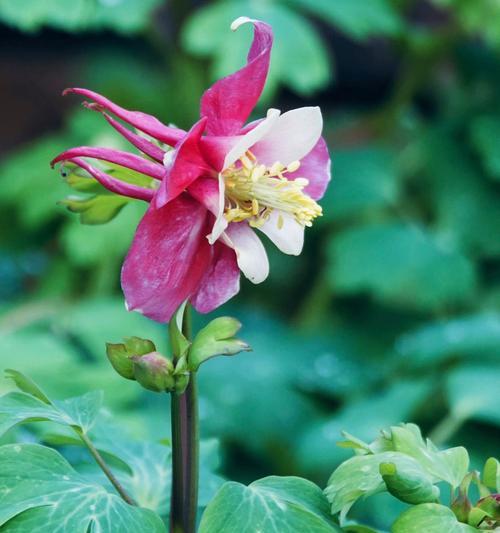 长白耧斗菜的花语代表什么？它有何特别之处？