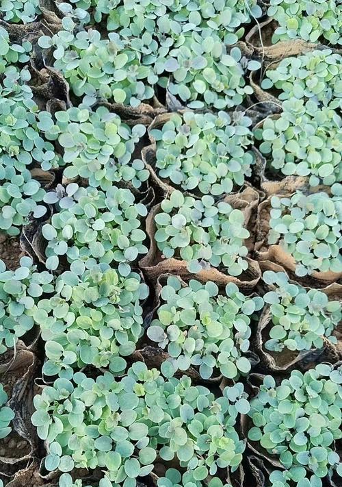 长白耧斗菜的花语代表什么？它有何特别之处？