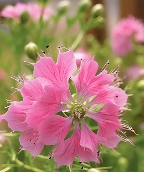 黑种草花的花语是什么？它有什么寓意？