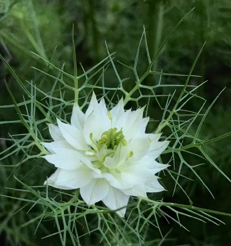 黑种草花的花语是什么？它有什么寓意？