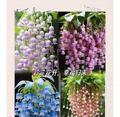 玲兰花的花语和寓意是什么？它象征着什么？