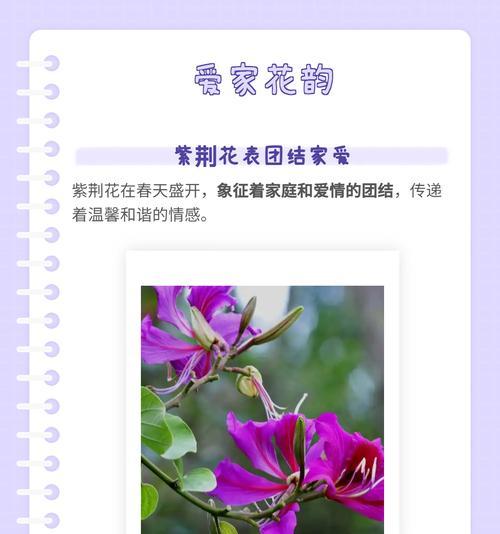 橙红鸢萝的花语是什么？它有什么特别含义？