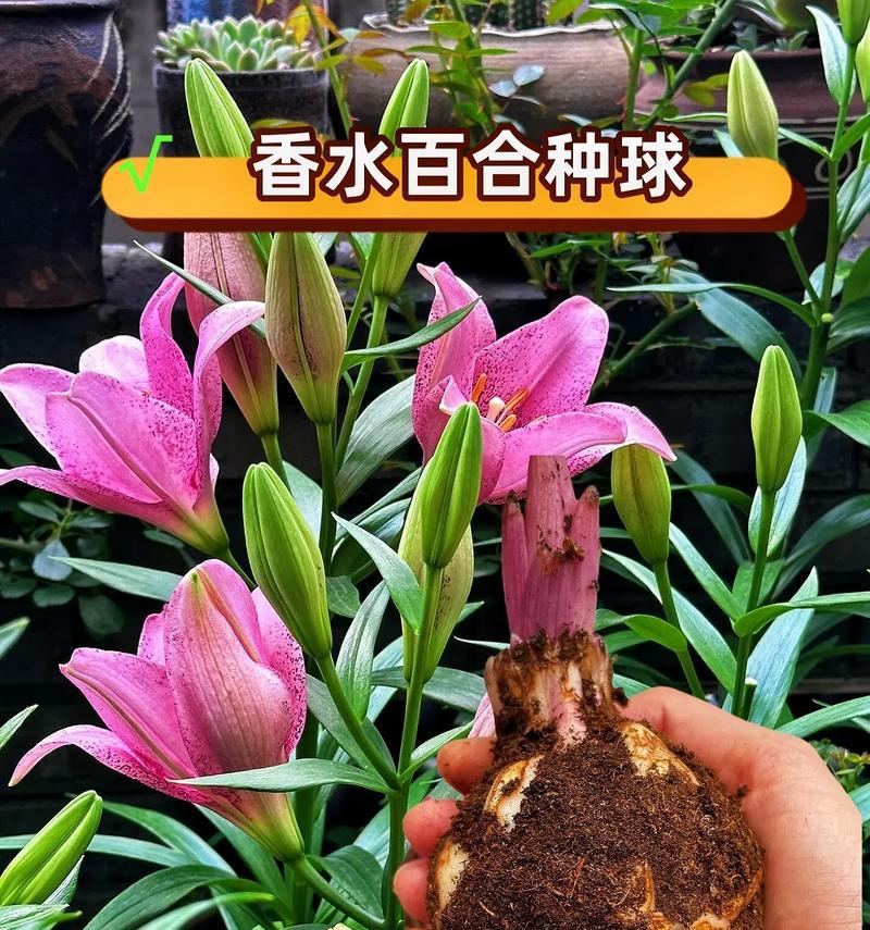 花与花语之间有什么关系？它们是如何相互关联的？