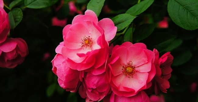 粉红野蔷薇的花语是什么？它象征着什么？