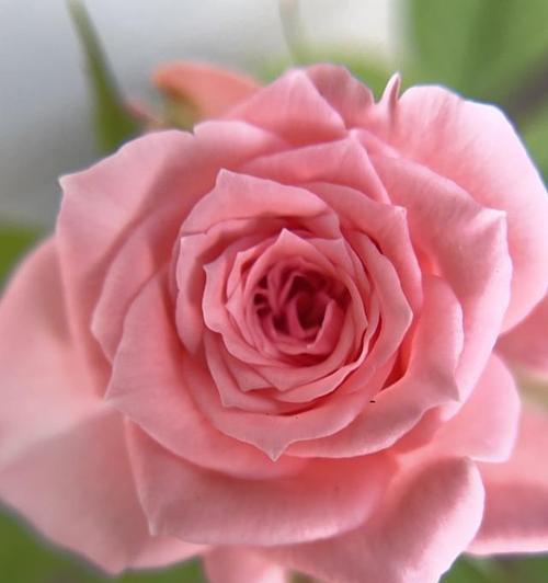 粉红野蔷薇的花语是什么？它象征着什么？
