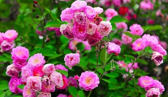粉红野蔷薇的花语是什么？它象征着什么？