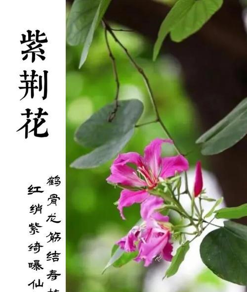 花的花语和象征是什么？它们通常代表什么？