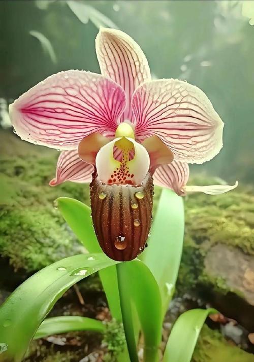稀有花的花语是什么？它们有哪些特别之处？