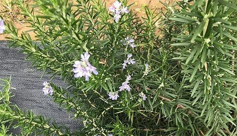 白色迷迭香的花语是什么？它代表了什么意义？
