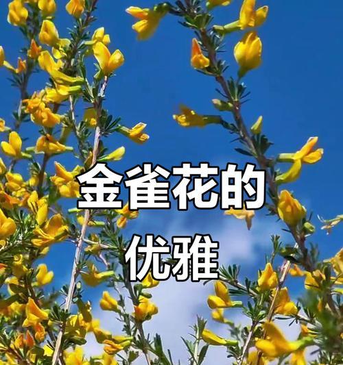 锦鸡儿花代表了什么？它的花语有何寓意？
