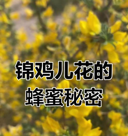 锦鸡儿花代表了什么？它的花语有何寓意？