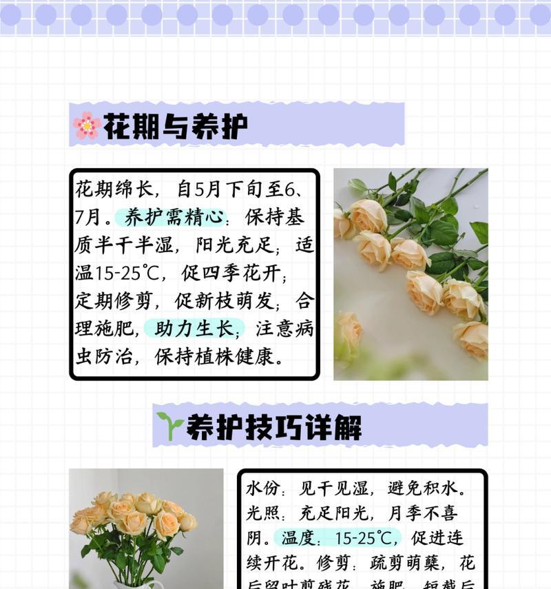 黄色蔷薇花的花语有哪些？如何选择合适的颜色？