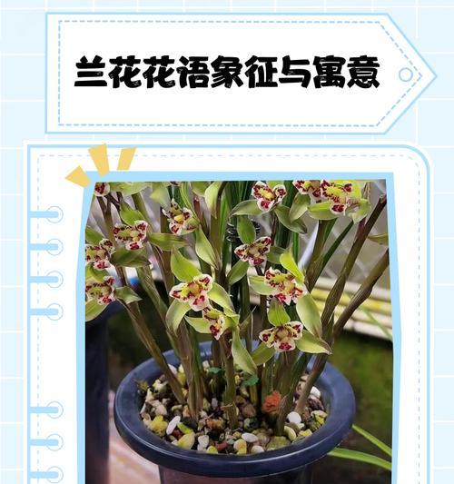兰花有哪些花语？如何挑选兰花表达情感？