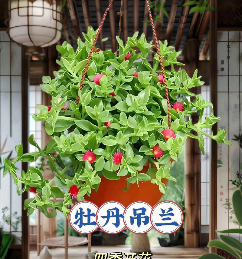 春兰叶花的花语是什么？它在春天的意义何在？