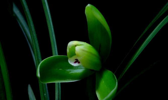 春兰叶花的花语是什么？它在春天的意义何在？