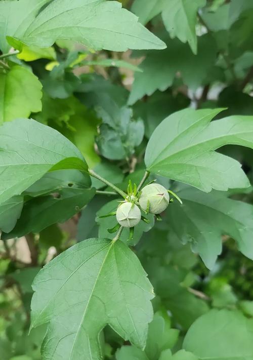 大花木槿的花语是什么？它在园艺中的作用是什么？