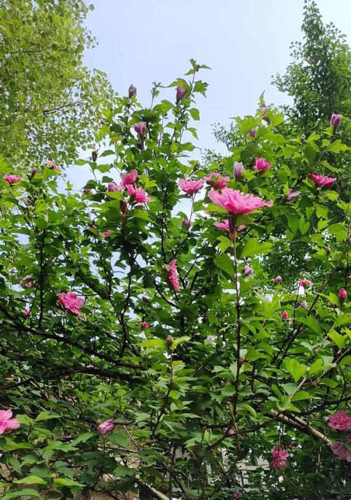 大花木槿的花语是什么？它在园艺中的作用是什么？