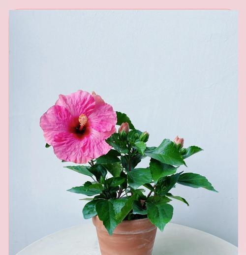 大花木槿的花语是什么？它在园艺中的作用是什么？