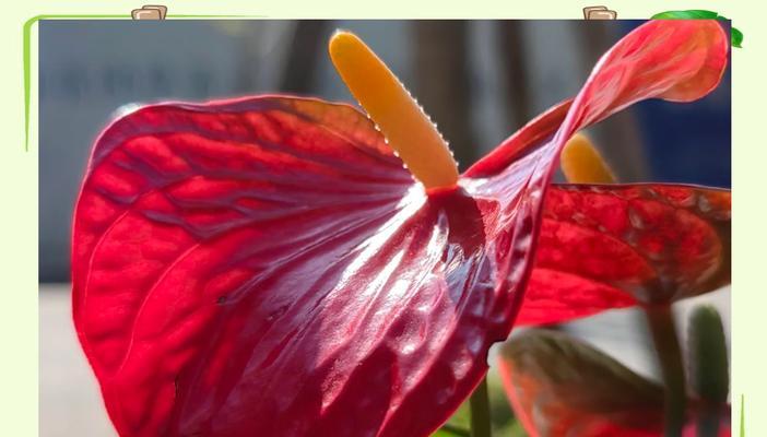 白鹅掌花的花语有哪些？它在婚礼中的意义是什么？