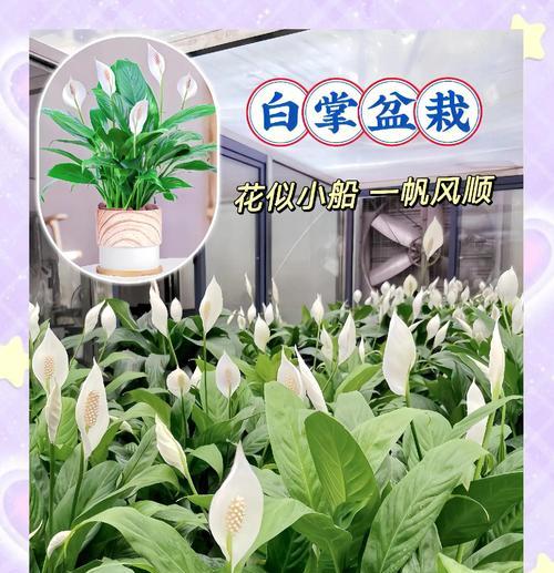 白掌花的花语和寓意是什么？如何用它来表达祝福？