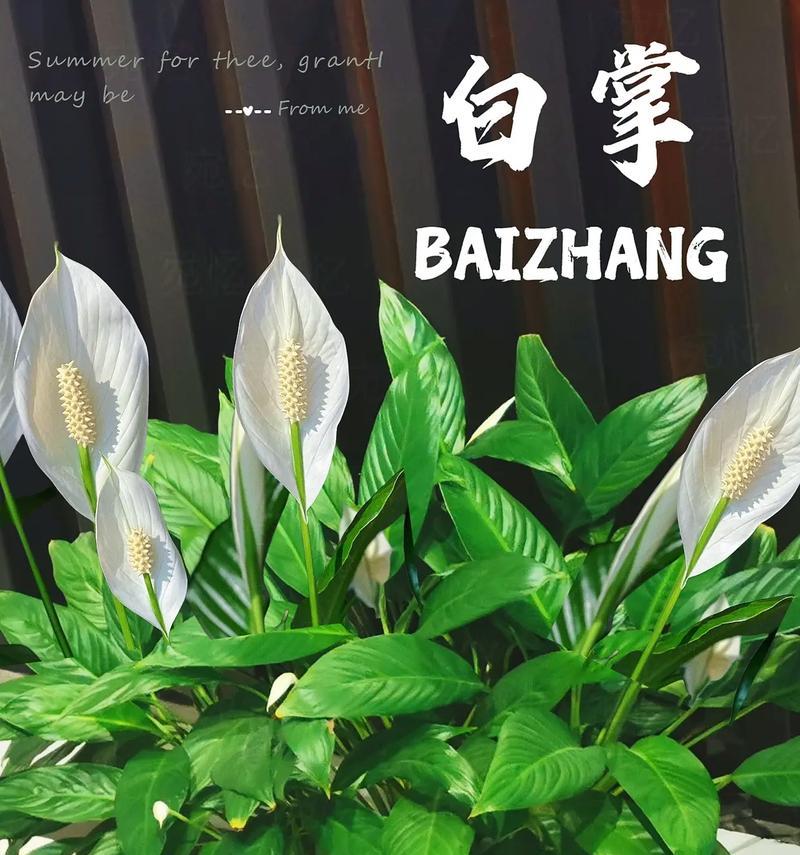 白掌花的花语和寓意是什么？如何用它来表达祝福？