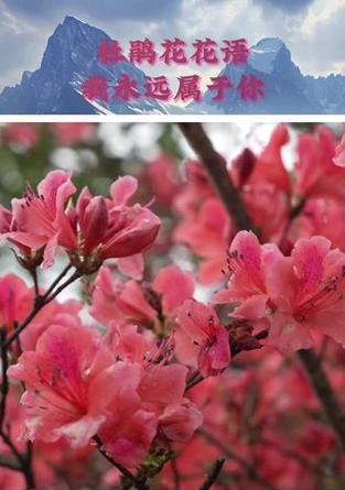 粉色杜鹃花的花语是什么？它在情感表达中的作用是什么？