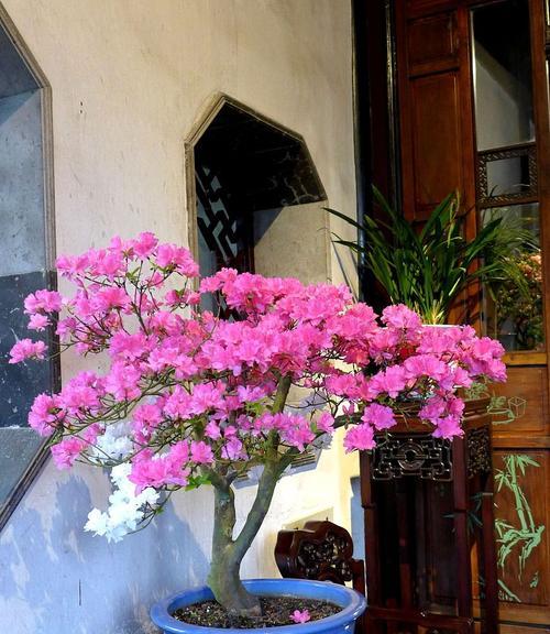 粉色杜鹃花的花语是什么？它在情感表达中的作用是什么？