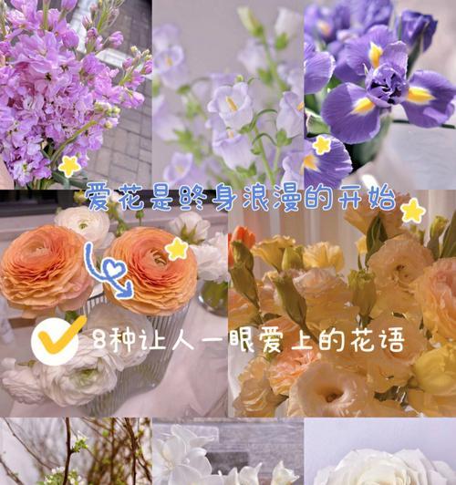 千瓣葵的花语是什么？如何用它来表达爱意？