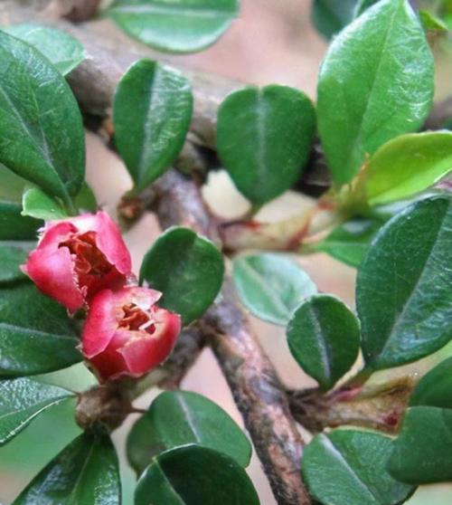 红花闭鞘姜的花语是什么？它在传统中的意义是什么？