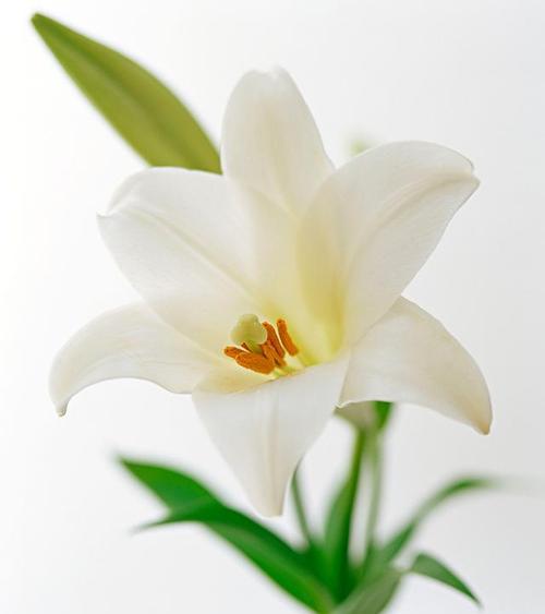 哪种花的花语代表保守？它在社交场合中的作用是什么？