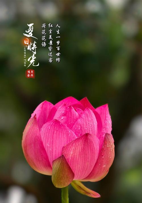 荷的名称有哪些？每种荷的花语是什么？