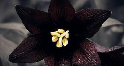 老虎须花代表什么？花语含义是什么？