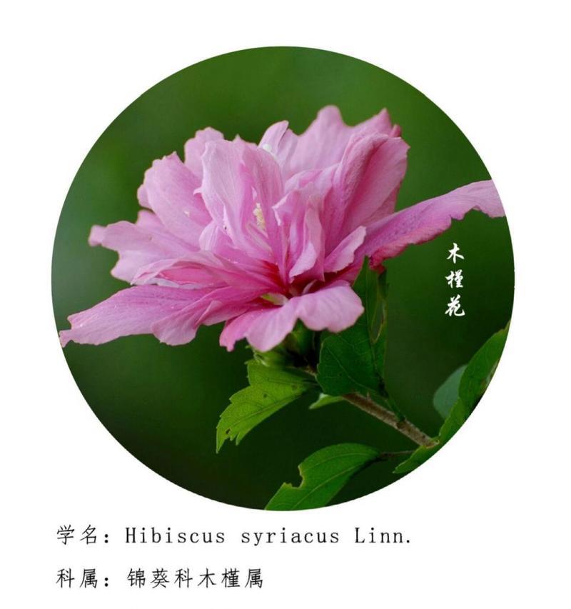各种花朵的名字和花语分别是什么？