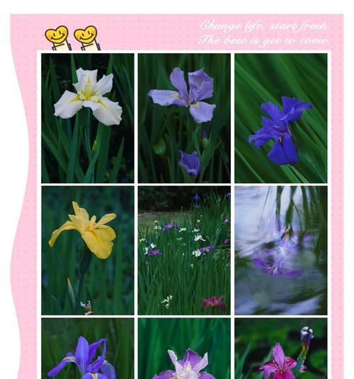 各种花朵的名字和花语分别是什么？
