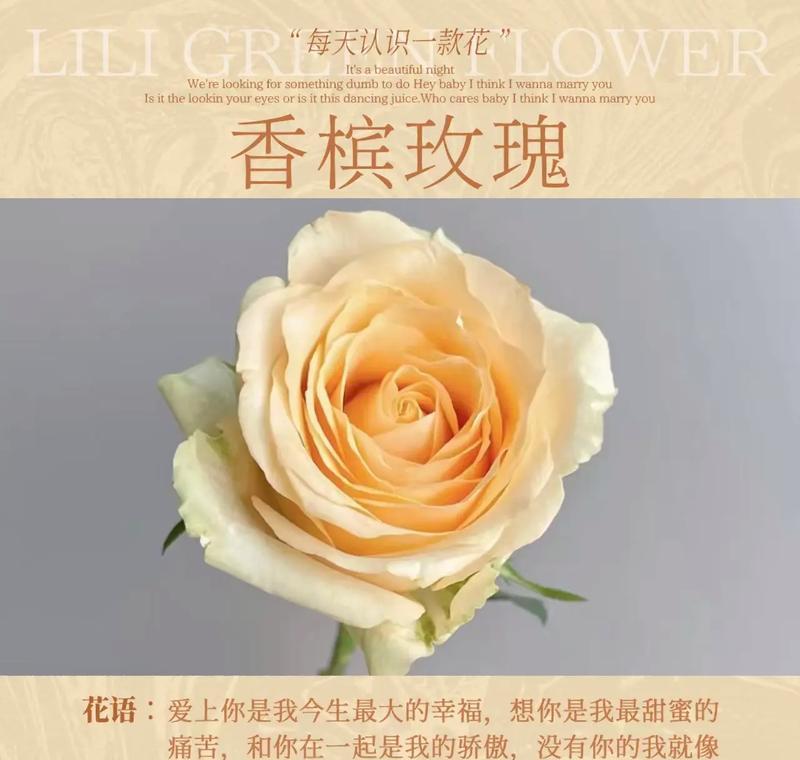 紫香槟玫瑰的花语是什么？代表什么情感？