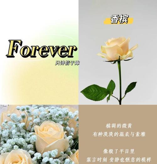 紫香槟玫瑰的花语是什么？代表什么情感？