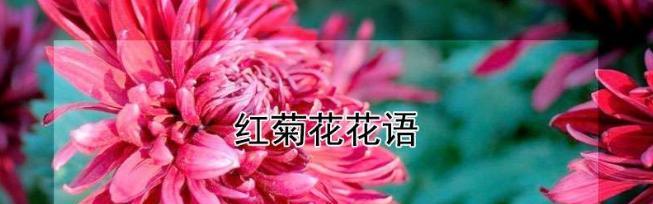 菊花有哪些花语？在不同场合的用途是什么？