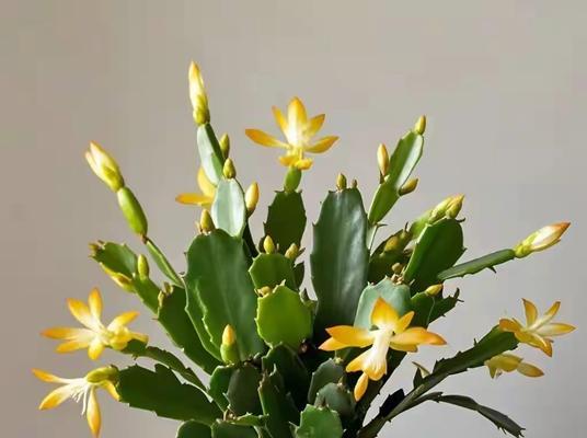 蟹爪莲的花语是什么？它象征着什么？