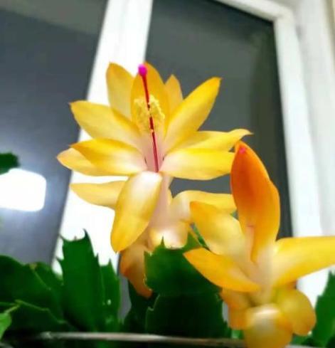 蟹爪莲的花语是什么？它象征着什么？