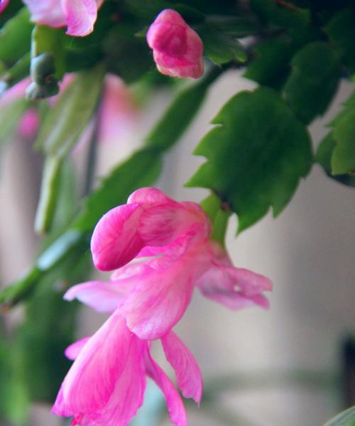 蟹爪莲的花语是什么？它象征着什么？