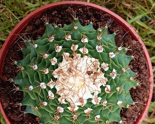 帝冠花的花语含义是什么？它象征着什么？